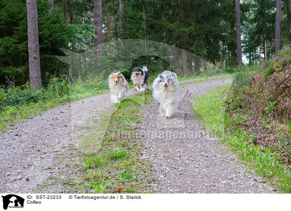 Collies / Collies / SST-23233