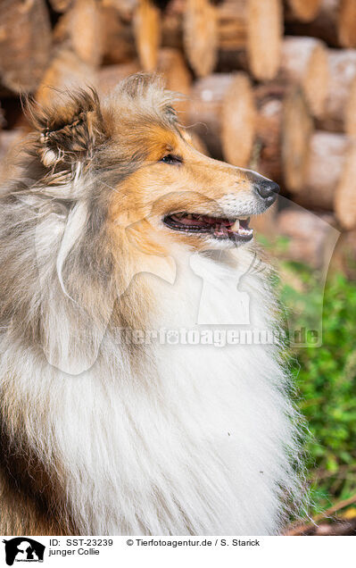 junger Collie / young Collie / SST-23239