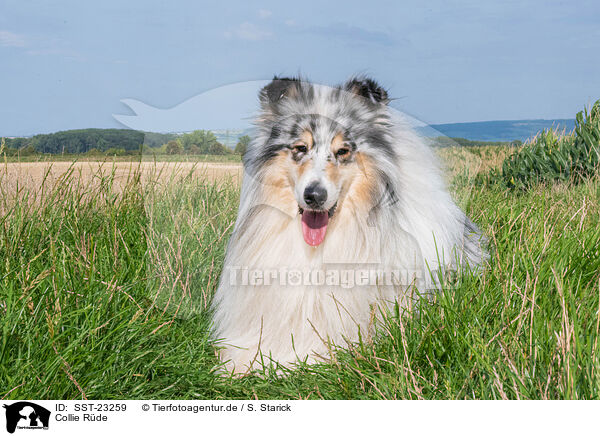 Collie Rde / male Collie / SST-23259