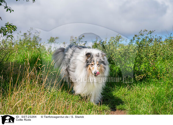 Collie Rde / male Collie / SST-23264