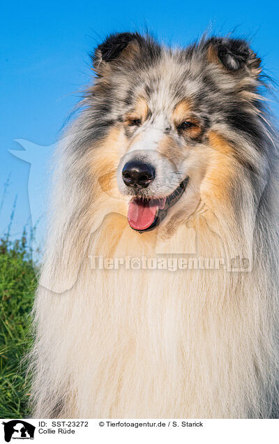 Collie Rde / male Collie / SST-23272