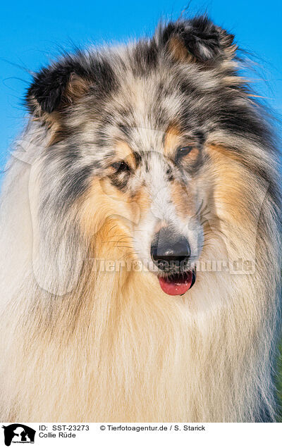 Collie Rde / male Collie / SST-23273