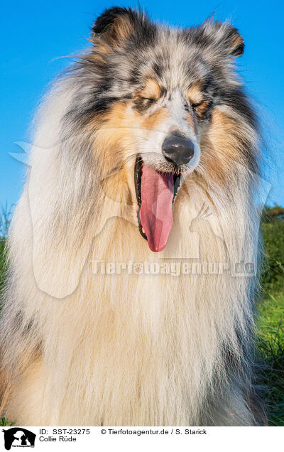 Collie Rde / male Collie / SST-23275