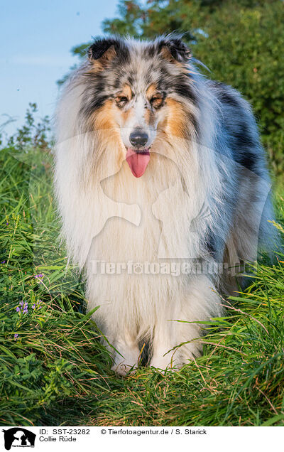 Collie Rde / SST-23282