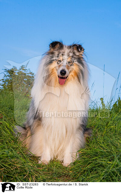 Collie Rde / SST-23283
