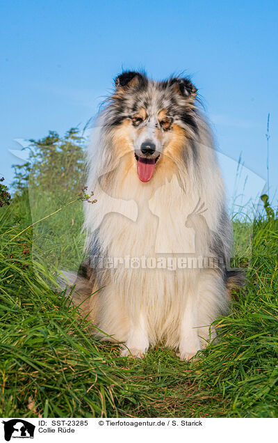 Collie Rde / male Collie / SST-23285