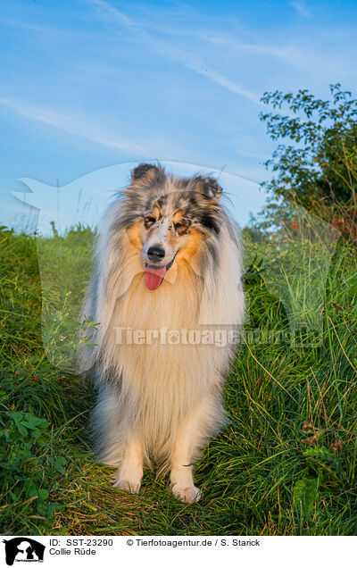 Collie Rde / SST-23290