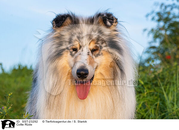Collie Rde / male Collie / SST-23292