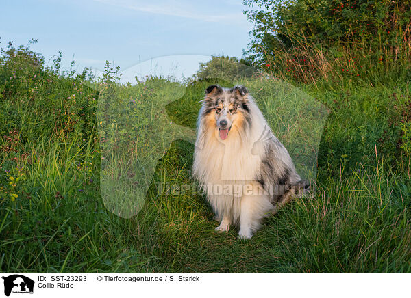 Collie Rde / male Collie / SST-23293