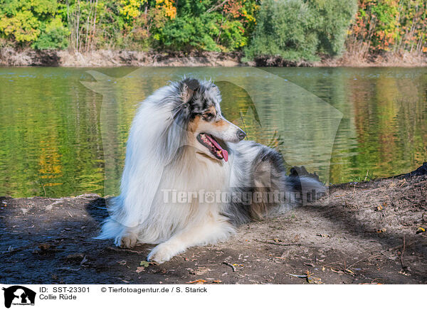 Collie Rde / male Collie / SST-23301