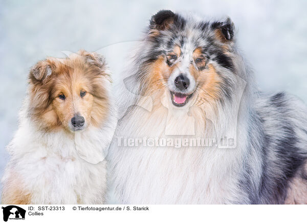 Collies / Collies / SST-23313