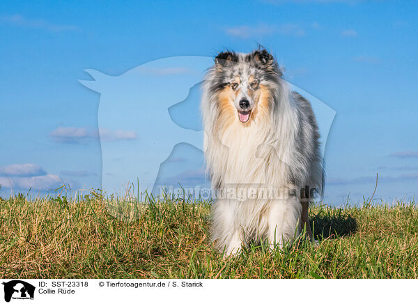 Collie Rde / male Collie / SST-23318