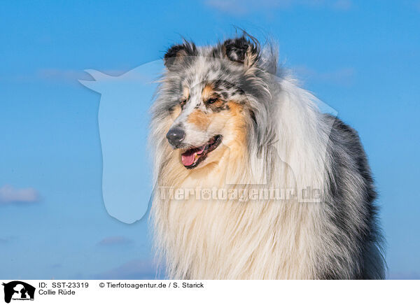 Collie Rde / male Collie / SST-23319