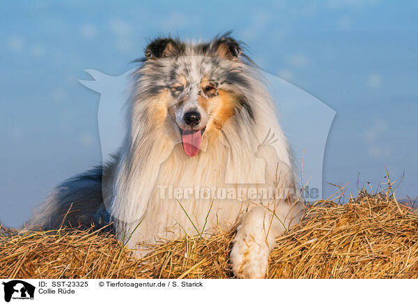 Collie Rde / male Collie / SST-23325