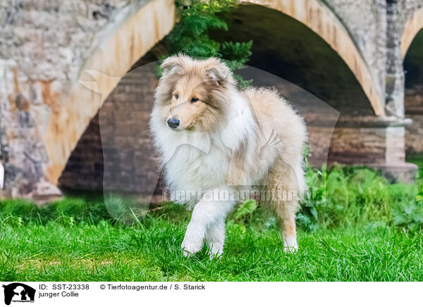 junger Collie / young Collie / SST-23338