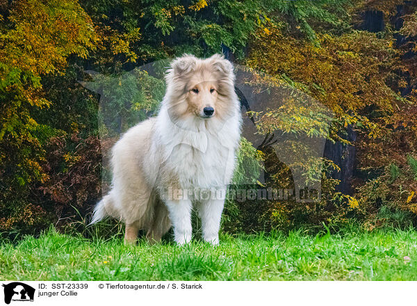 junger Collie / SST-23339