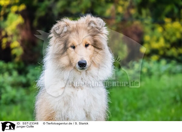 junger Collie / young Collie / SST-23348