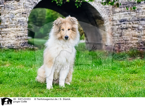 junger Collie / young Collie / SST-23353