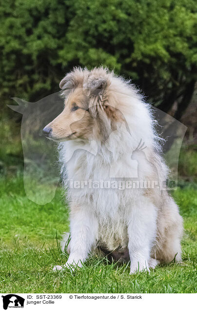 junger Collie / young Collie / SST-23369