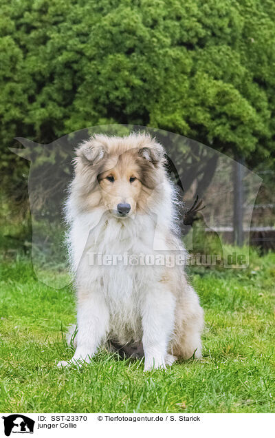 junger Collie / young Collie / SST-23370