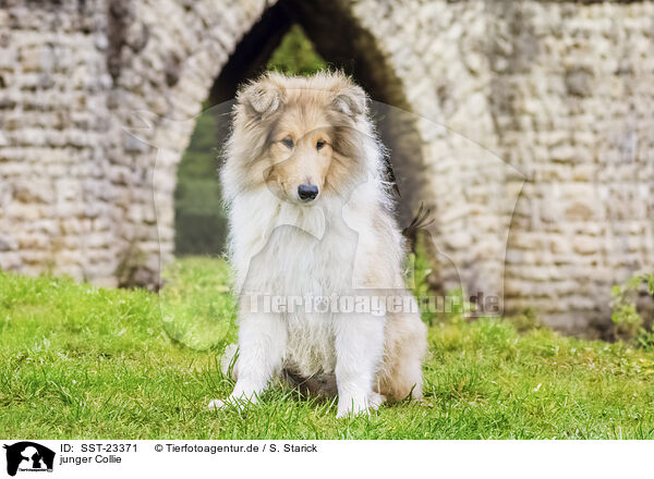 junger Collie / young Collie / SST-23371
