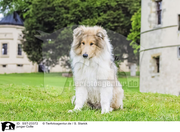 junger Collie / SST-23372