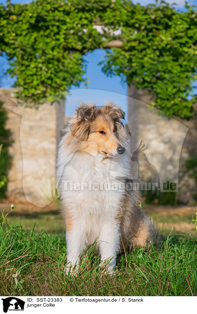 junger Collie / young Collie / SST-23383
