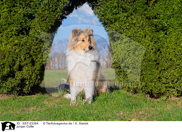 junger Collie / young Collie / SST-23384