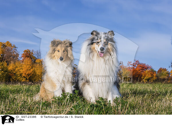 Collies / Collies / SST-23386