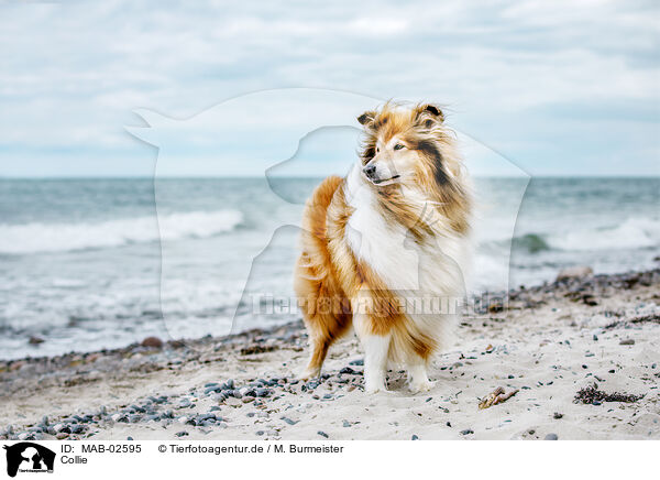 Collie / Collie / MAB-02595