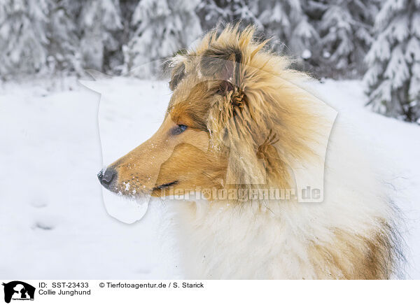 Collie Junghund / young Collie / SST-23433