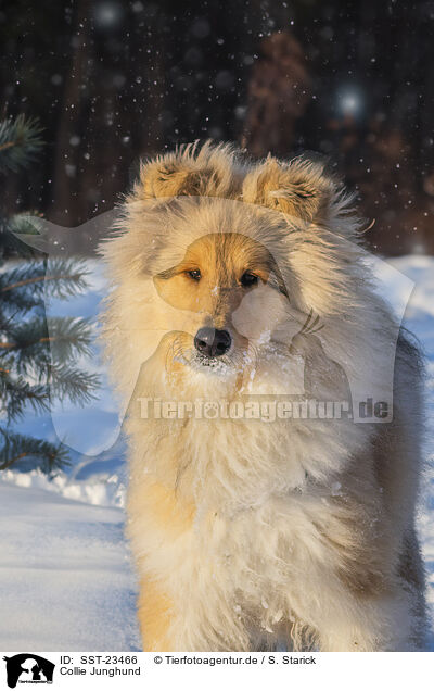 Collie Junghund / young Collie / SST-23466
