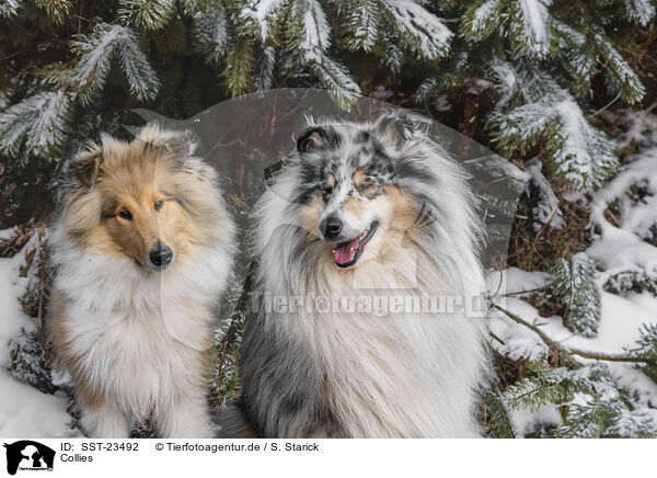 Collies / Collies / SST-23492