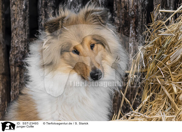 junger Collie / young Collie / SST-23493