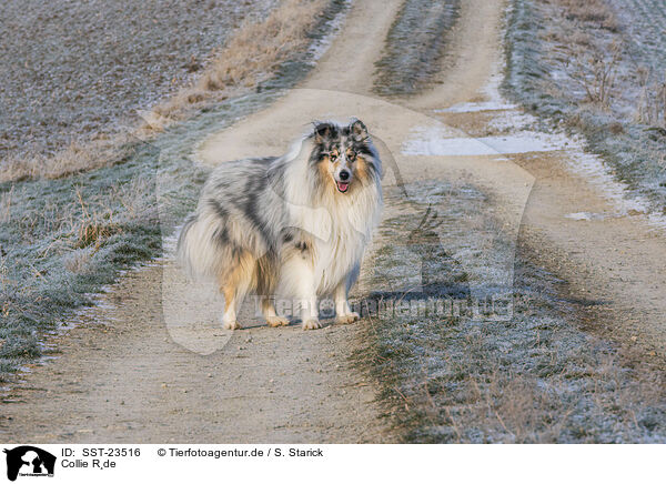 Collie Rde / male Collie / SST-23516