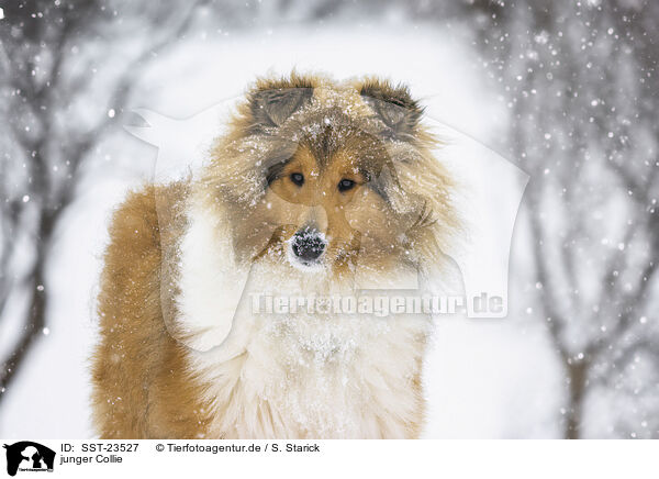 junger Collie / young Collie / SST-23527