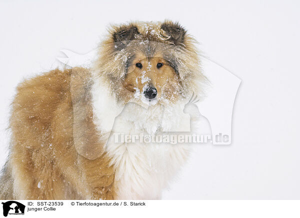 junger Collie / young Collie / SST-23539