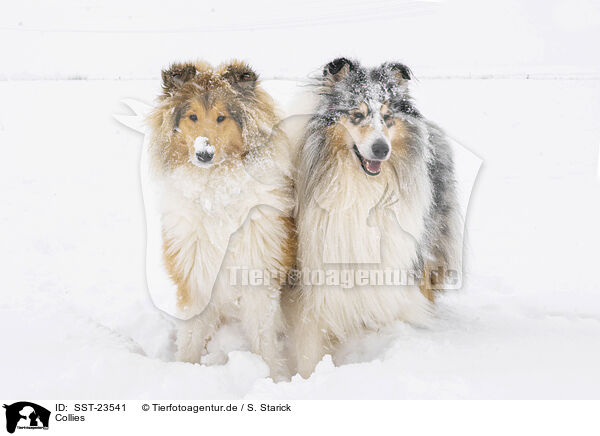 Collies / Collies / SST-23541
