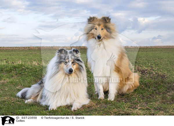 Collies / Collies / SST-23559