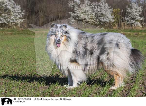 Collie Rde / male Collie / SST-23560