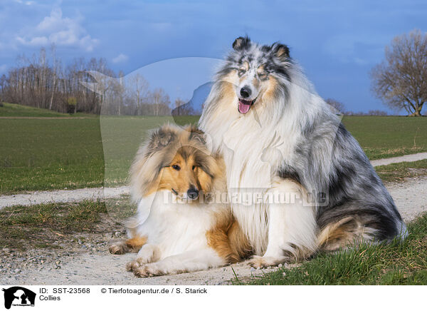 Collies / Collies / SST-23568