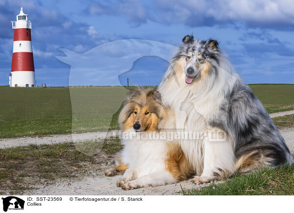Collies / Collies / SST-23569