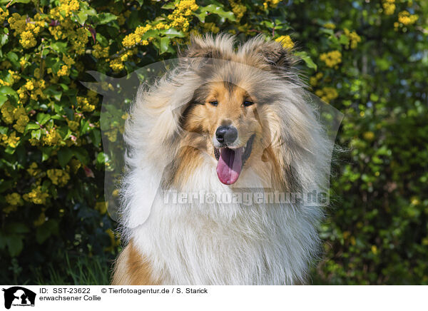 erwachsener Collie / adult Colie / SST-23622