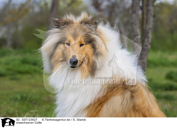 erwachsener Collie / adult Colie / SST-23627