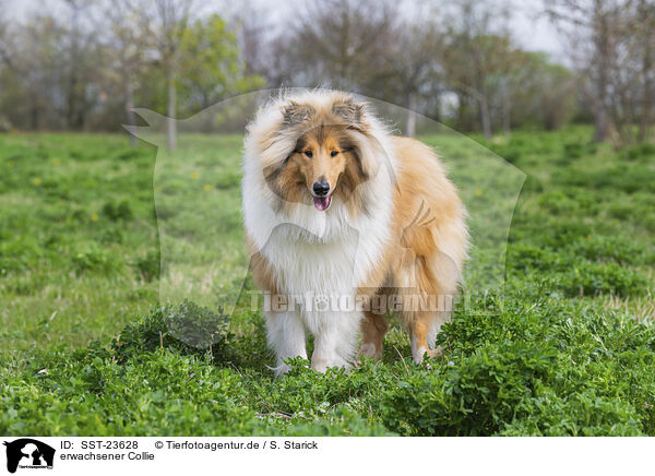 erwachsener Collie / adult Colie / SST-23628