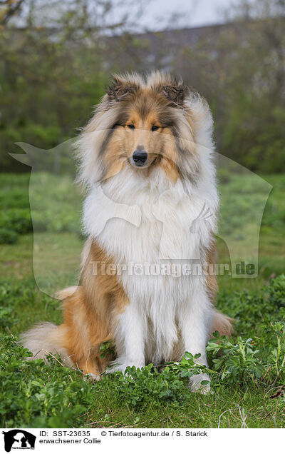 erwachsener Collie / adult Colie / SST-23635