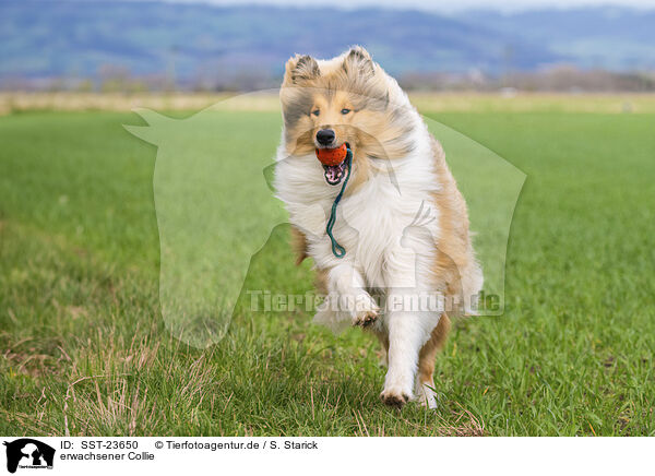 erwachsener Collie / adult Colie / SST-23650