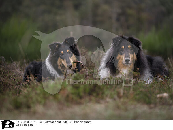 Collie Rden / male Collies / SIB-03211