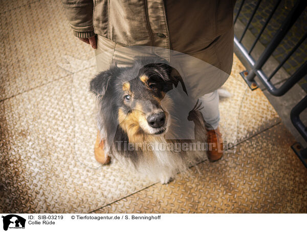 Collie Rde / male Collie / SIB-03219