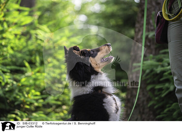 junger Collie Rde / young male Collie / SIB-03312